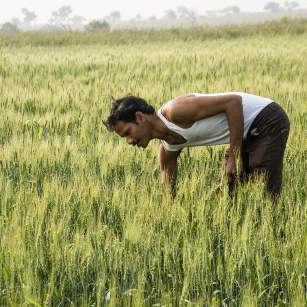 Farmer in the wheat field and examining wheat growth, An Indian farming scene.